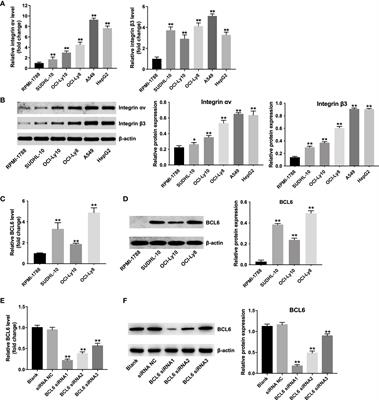 iRGD-modified exosomes-delivered BCL6 siRNA inhibit the progression of diffuse large B-cell lymphoma